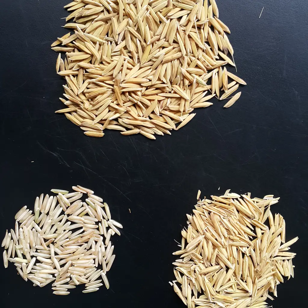 export quality basmati rice inspection India export quality basmati rice inspection India
