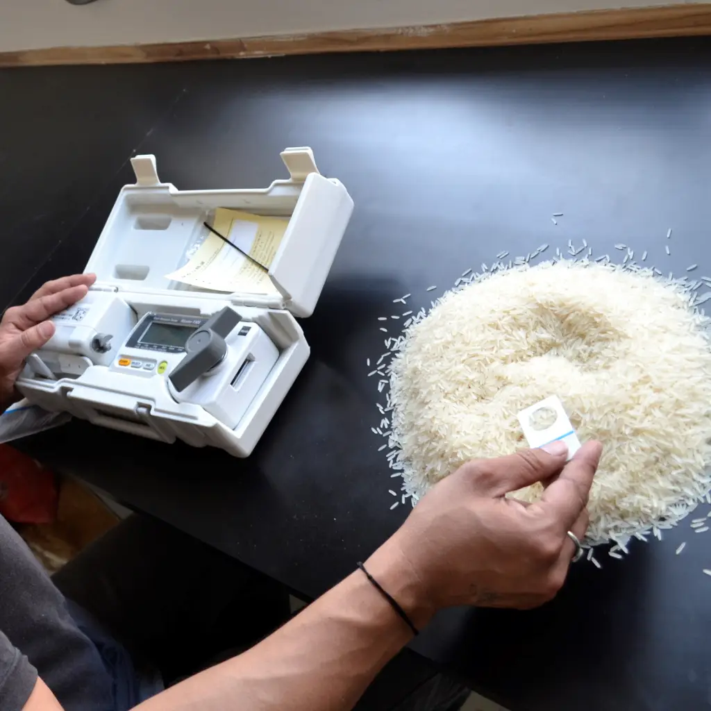 premium basmati rice final quality assurance check premium basmati rice final quality assurance check