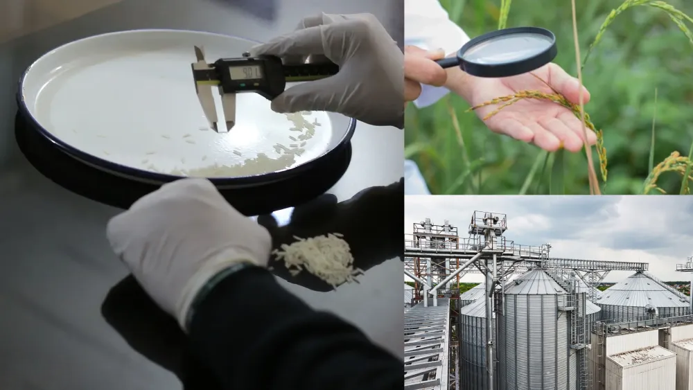 basmati rice quality control process
